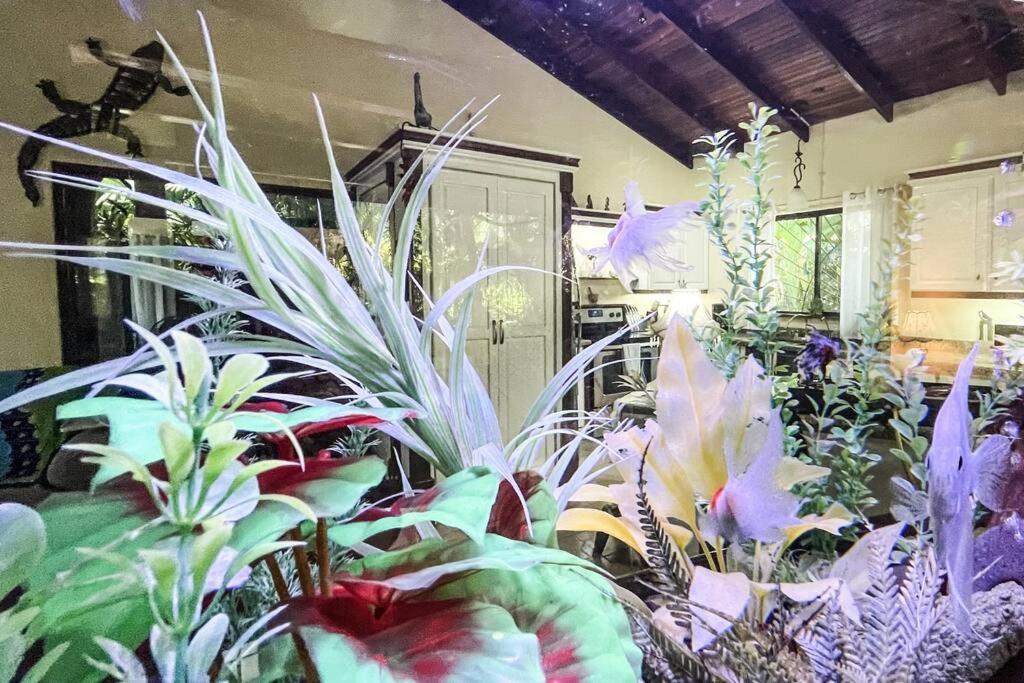 Casa Oasis In The Center Of * Puerto Jimenez
